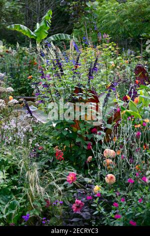 angelica sylvestris purea,salvia amistad,Foeniculum vulgare purpureum,finocchio di bronzo,ensete ventricosum maureli,foglie,fogliame,tropicale,pianta,pianta Foto Stock