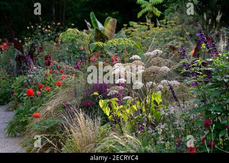 angelica sylvestris purea,salvia amistad,dahlia taratahi rubino,Foeniculum vulgare purpurpureum,Musa sikimensis Bengala Tiger, ensete ventricosum maureli Foto Stock