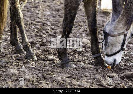 Gambe di cavalli che camminano nel fango, animali domestici, equestri Foto Stock