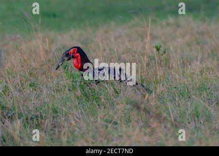 Una Ground-Hornbill meridionale a Tsavo Foto Stock