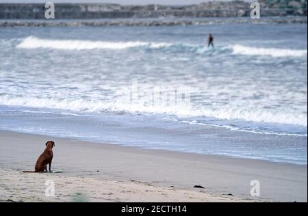 Un cane è seduto sulla spiaggia in attesa del suo master che è surf onde sulla spiaggia Foto Stock