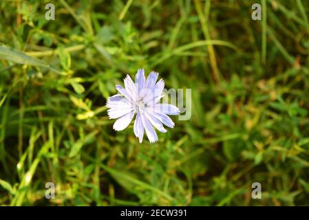 Fiori di cicoria viola brillante, ichorium su rami in natura, città di Dnipro, Ucraina. Foto Stock