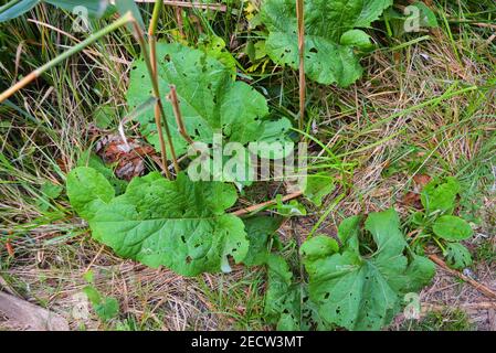 Grandi foglie verdi di burdock, piante, fiori che crescono nella tenuta Shevchenko, la città di Dnipro, Ucraina. Foto Stock