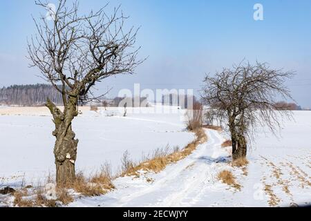 Strade di campagna tra i campi di surgelati e alberi, polacco villaggio vicino a Gniezno. Paesaggio invernale, Polonia. Foto Stock