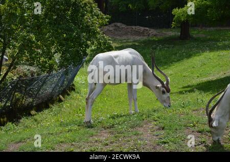 Le antilopi curve a corna Addax (Addax nasomaculatus) Foto Stock