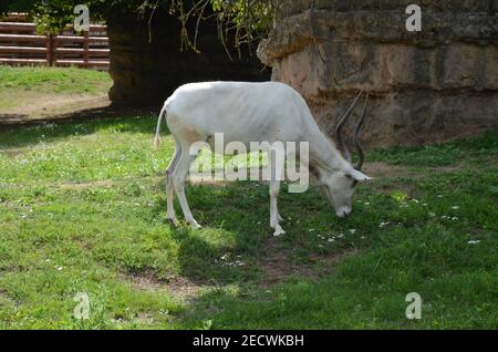 Le antilopi curve a corna Addax (Addax nasomaculatus) Foto Stock