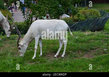 Le antilopi curve a corna Addax (Addax nasomaculatus) Foto Stock