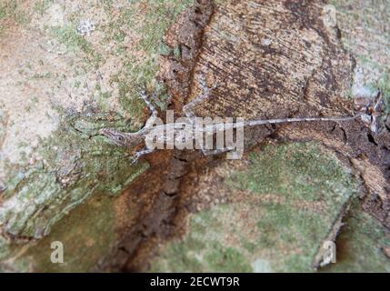 Anole marrone cubano, Anolis sagrei, che riposa sull'albero, Cuba Foto Stock