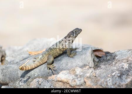 Lucertola cubana bruna dalla coda riccia, Leiocephalus cubensis, singolo adulto che riposa sulla roccia, Zapata, Cuba Foto Stock