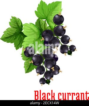 Bacche di ribes nero. Gruppo isolato di ribes nero su gambo con foglie. Emblema di frutta e prodotti a base di frutti di bosco per etichetta di succo o marmellata, adesivo di imballaggio, g Illustrazione Vettoriale