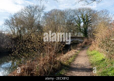 Vista del canale di Basingstoke vicino a Winchfield nel mese di febbraio, con i catkins di nocciole e Sprat's Hatch Bridge, Hampshire, Regno Unito, inverno Foto Stock
