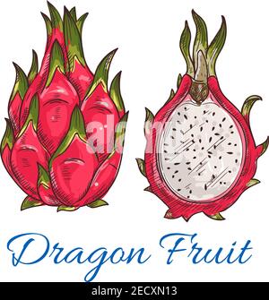 Schizzo di frutta tropicale drago. Frutto rosa esotico pitahaya con foglie verdi sulla parte superiore. Ricetta tropicale per cocktail, confezione di succhi Illustrazione Vettoriale