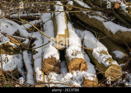 Un mucchio di tronchi spolverati con neve da abbattimento alberi in un'operazione di gestione forestale su Otley Chevin, Leeds, Regno Unito. Foto Stock