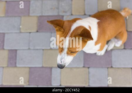 Vista dall'alto sul cane basenji seduto su un marciapiede di strada e in attesa del padrone Foto Stock