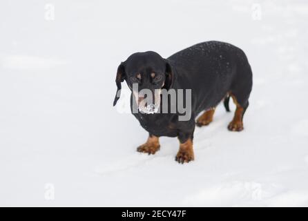 Ritratto invernale di giovane cane dachshund con serpente ghiacciato dopo una ricerca attiva nella neve fresca Foto Stock