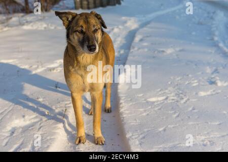 Ritratto di carino misto-razza randagio cane femmina in piedi soli strada coperta di neve Foto Stock
