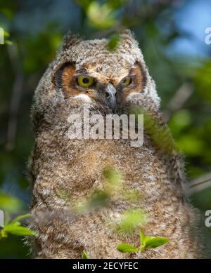 Grande owlet cornuto arroccato sul ramo nella foresta in primavera, Canada Foto Stock