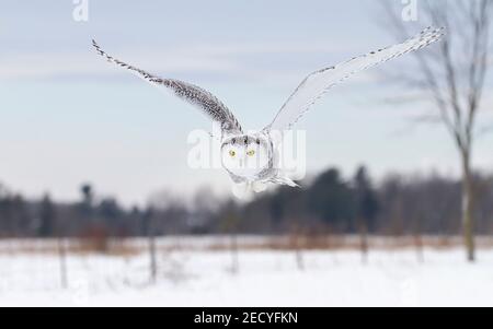 Il gufo nevoso (Bubo scandiacus) diffonde le sue ali mentre si toglie da un posto per la caccia in Quebec, Canada Foto Stock