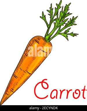 Farm carota vegetale isolato schizzo. Carota fresca radice arancione con foglie verdi. Icona di pianta di carota per cibo vegetariano, temi di agricoltura biologica desig Illustrazione Vettoriale