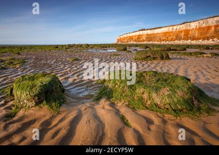 Montagne coperte di alghe sulla spiaggia di Hunstanton Foto Stock
