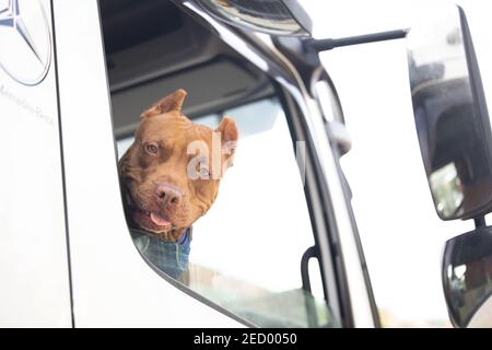 Un cane esce dal finestrino del carrello Foto Stock