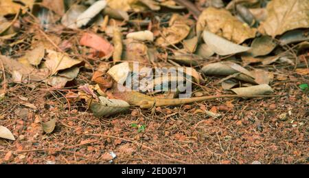 Lucertola arancione a terra. Iguana marrone in natura selvaggia. Pelle mimicry. Animali esotici in ambiente naturale. Abitanti della foresta tropicale. Condimento secco Foto Stock