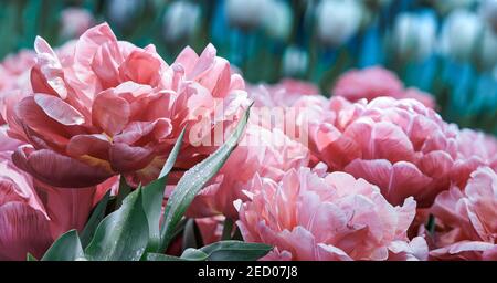Tulipani rosa in colori pastello su sfondo sfocato con bokeh, primo piano. Foto Stock