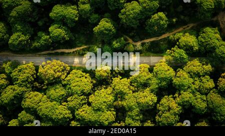 Vista dall'alto del verde bosco di conifere con strada asfaltata. Campagna Road.Portugal Foto Stock