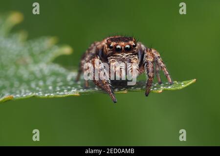 Evarcha falcata saltando Spider arroccato su foglia di betulla. Tipperary, Irlanda Foto Stock