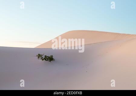 Lone pianta in dune di sabbia mattina presto Jurien Bay, Australia occidentale Foto Stock