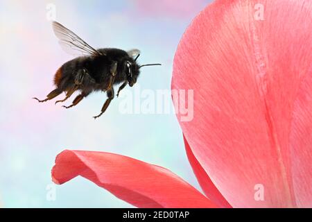 Bumblebee (Bombus lapidarius) dalla coda rossa vola a un fiore di tulipano Foto Stock