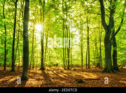 La foresta di faggi non toccati e inondati di luce la mattina presto, il sole splende attraverso il fogliame, Reinhardswald, Assia, Germania Foto Stock