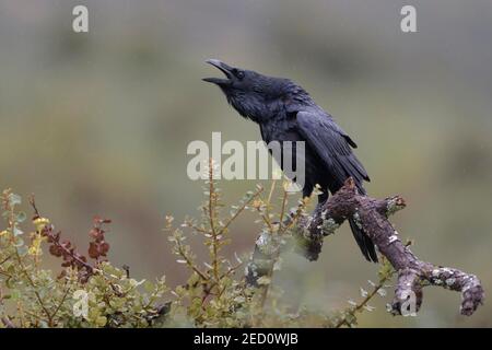 Corvo comune (Corvus corax), chiamata in pioggia, Estremadura, Spagna Foto Stock