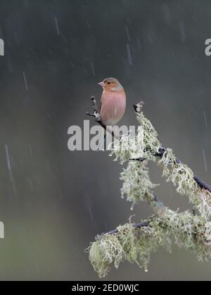 Chaffinch comune (Fringilla coelebs), maschio su un ramo coperto di lichene durante la pioggia, Estremadura, Spagna Foto Stock