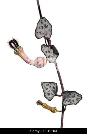 Fiore del candelabro (Ceropegia woodii), Sudafrica Foto Stock