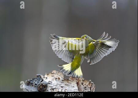 2 greenfinches (Carduelis chloris) che combattono con ali sparse, Kuusamo, Finlandia Foto Stock