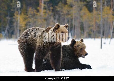 Due giovani orsi bruni europei (Ursus arctos) nella neve, un orso sdraiato, un orso in piedi, Finlandia settentrionale, Finlandia Foto Stock