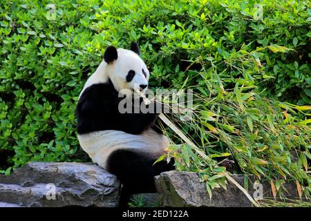 Panda gigante (Ailuropoda melanoleuca), alimentazione di adulti, in cattività, Adelaide, Australia del Sud, Australia Foto Stock