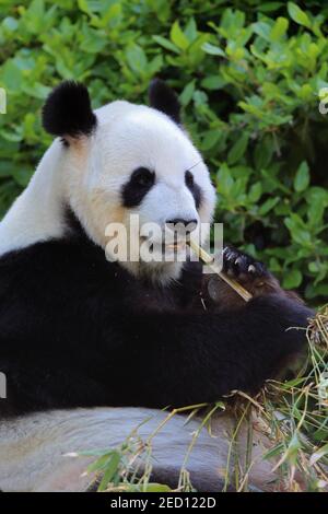 Panda gigante (Ailuropoda melanoleuca), Ritratto di alimentazione per adulti, prigioniero, Adelaide, Australia del Sud, Australia Foto Stock