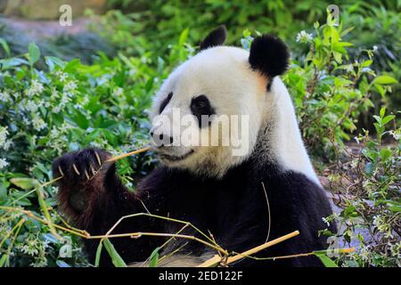 Panda gigante (Ailuropoda melanoleuca), Ritratto di alimentazione per adulti, prigioniero, Adelaide, Australia del Sud, Australia Foto Stock