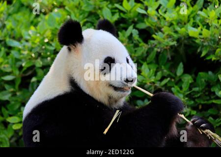 Panda gigante (Ailuropoda melanoleuca), Ritratto di alimentazione per adulti, prigioniero, Adelaide, Australia del Sud, Australia Foto Stock