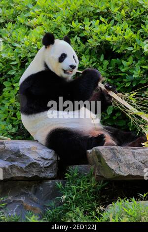 Panda gigante (Ailuropoda melanoleuca), alimentazione di adulti, in cattività, Adelaide, Australia del Sud, Australia Foto Stock