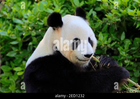 Panda gigante (Ailuropoda melanoleuca), Ritratto di alimentazione per adulti, prigioniero, Adelaide, Australia del Sud, Australia Foto Stock