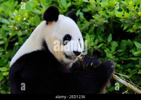 Panda gigante (Ailuropoda melanoleuca), Ritratto di alimentazione per adulti, prigioniero, Adelaide, Australia del Sud, Australia Foto Stock