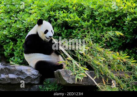 Panda gigante (Ailuropoda melanoleuca), alimentazione di adulti, in cattività, Adelaide, Australia del Sud, Australia Foto Stock