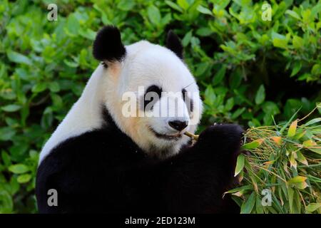 Panda gigante (Ailuropoda melanoleuca), Ritratto di alimentazione per adulti, prigioniero, Adelaide, Australia del Sud, Australia Foto Stock