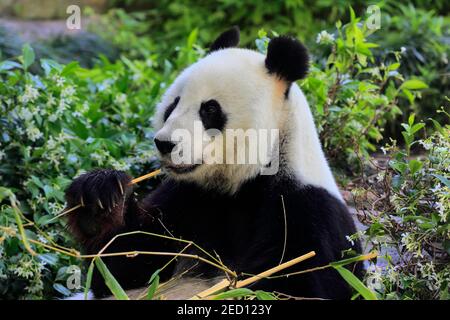 Panda gigante (Ailuropoda melanoleuca), Ritratto di alimentazione per adulti, prigioniero, Adelaide, Australia del Sud, Australia Foto Stock