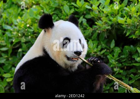 Panda gigante (Ailuropoda melanoleuca), Ritratto di alimentazione per adulti, prigioniero, Adelaide, Australia del Sud, Australia Foto Stock