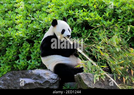 Panda gigante (Ailuropoda melanoleuca), alimentazione di adulti, in cattività, Adelaide, Australia del Sud, Australia Foto Stock