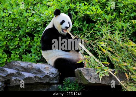 Panda gigante (Ailuropoda melanoleuca), alimentazione di adulti, in cattività, Adelaide, Australia del Sud, Australia Foto Stock